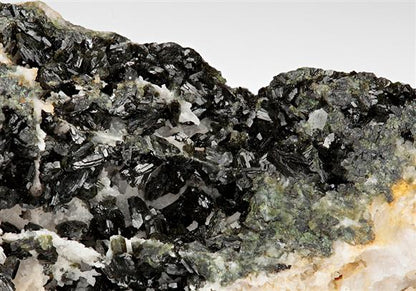 CC11229 specimen image
