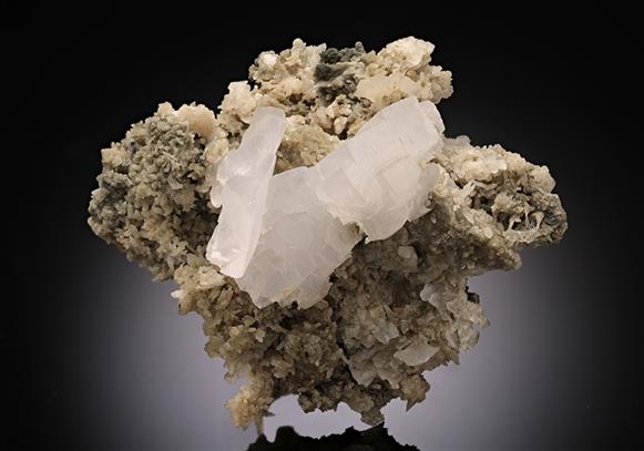 CC11231 specimen image