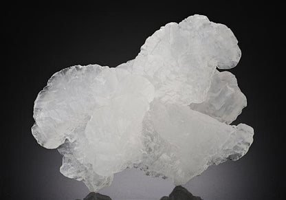 CC11241 specimen image