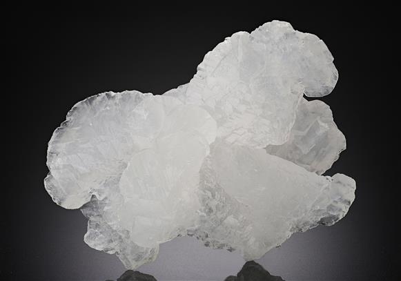 CC11241 specimen image