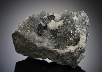 CC11269 specimen image