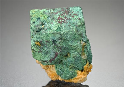 CC11310 specimen image