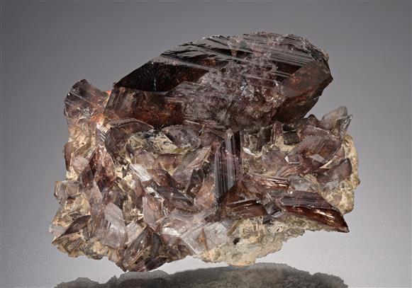 CC11315 specimen image