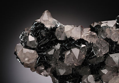 CC11391 specimen image