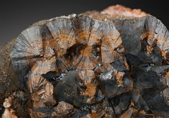 CC11411 specimen image