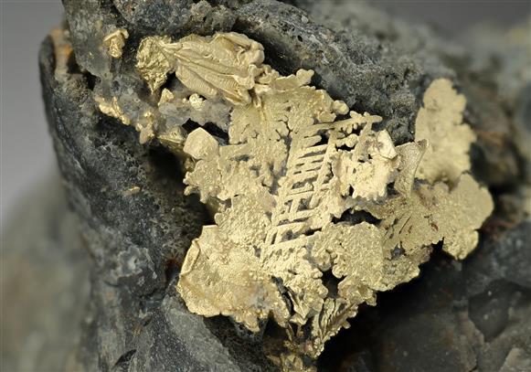 CC11449 specimen image