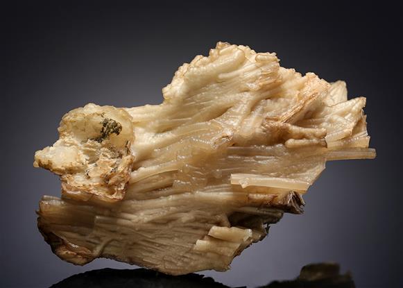CC11456 specimen image