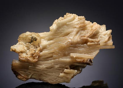 CC11456 specimen image