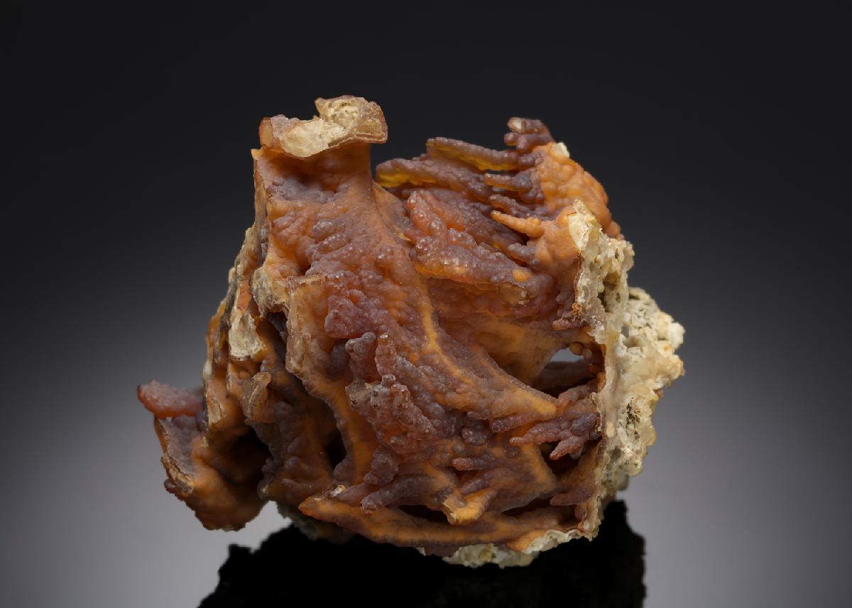 CC11460 specimen image