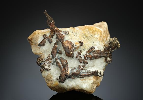 CC11471 specimen image