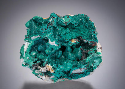 CC11472 specimen image