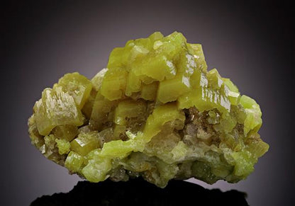 CC11529 specimen image