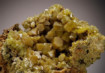 CC11532 specimen image