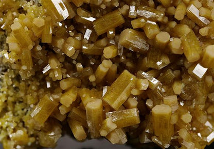 CC11533 specimen image