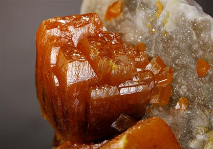 CC11538 specimen image