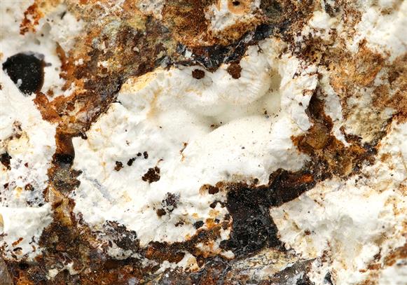 CC11543 specimen image