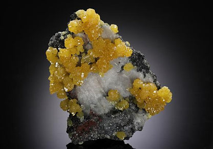 CC11551 specimen image