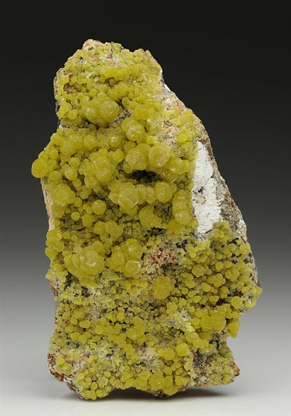 CC11575 specimen image