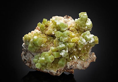 CC11577 specimen image