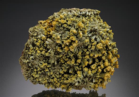 CC11581 specimen image