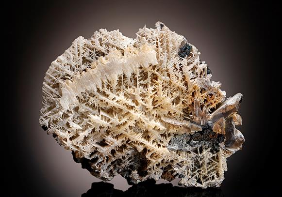 CC11598 specimen image