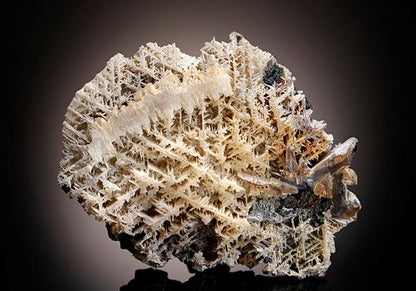 CC11598 specimen image