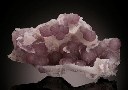 CC11614 specimen image
