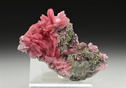 CC11626 specimen image