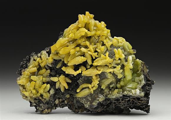 CC11644 specimen image