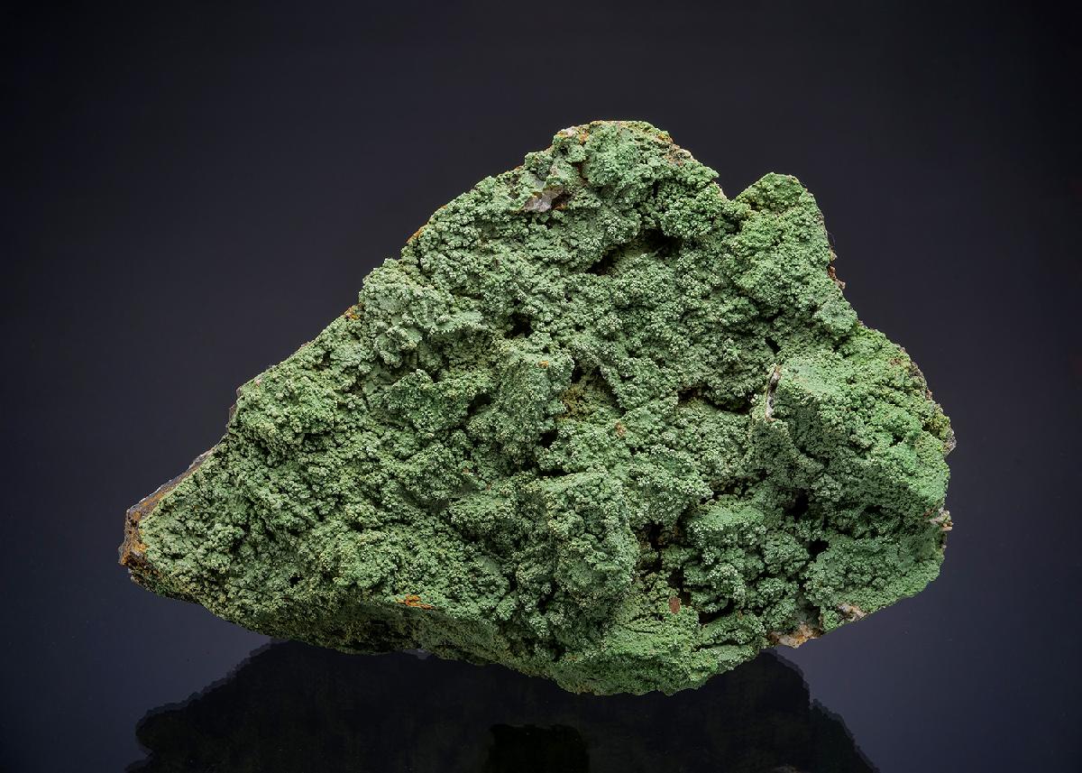 CC11655 specimen image