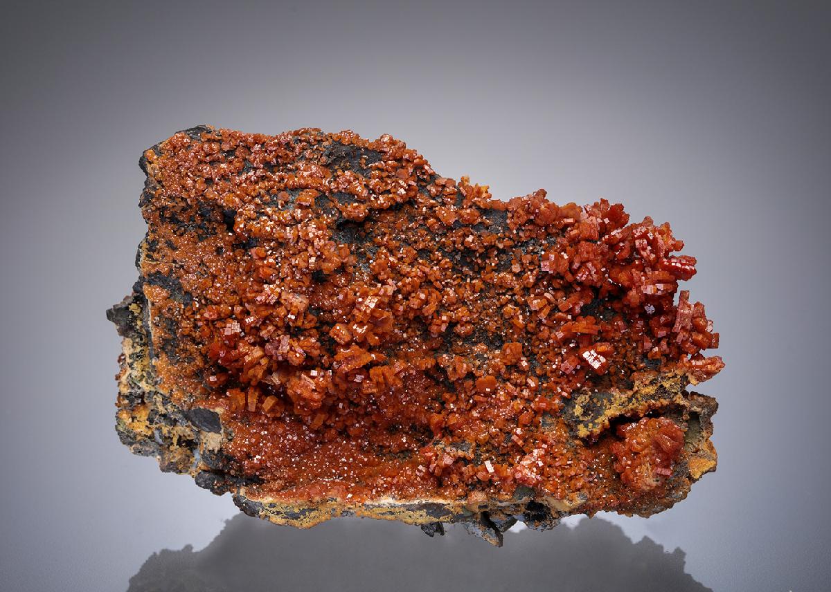 CC11667 specimen image
