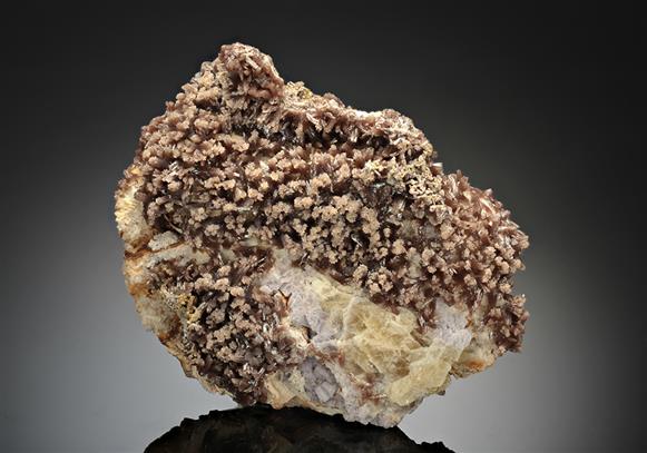 CC11673 specimen image