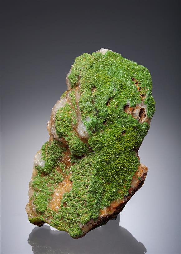 CC11686 specimen image