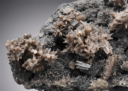 CC11723 specimen image