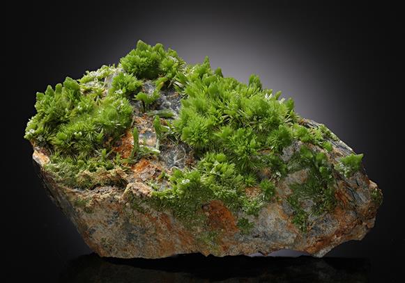CC11733 specimen image