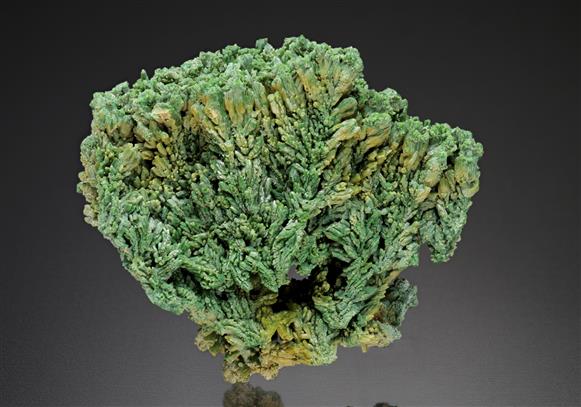 CC11743 specimen image