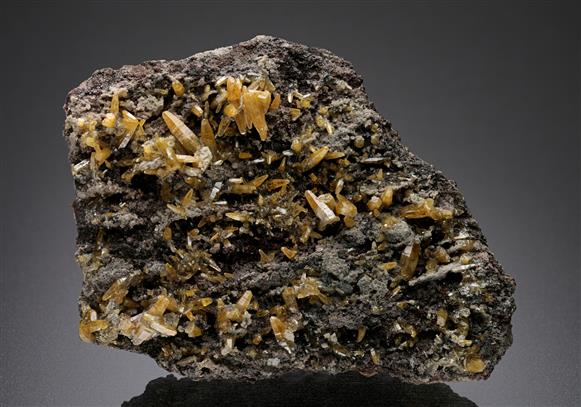 CC11758 specimen image