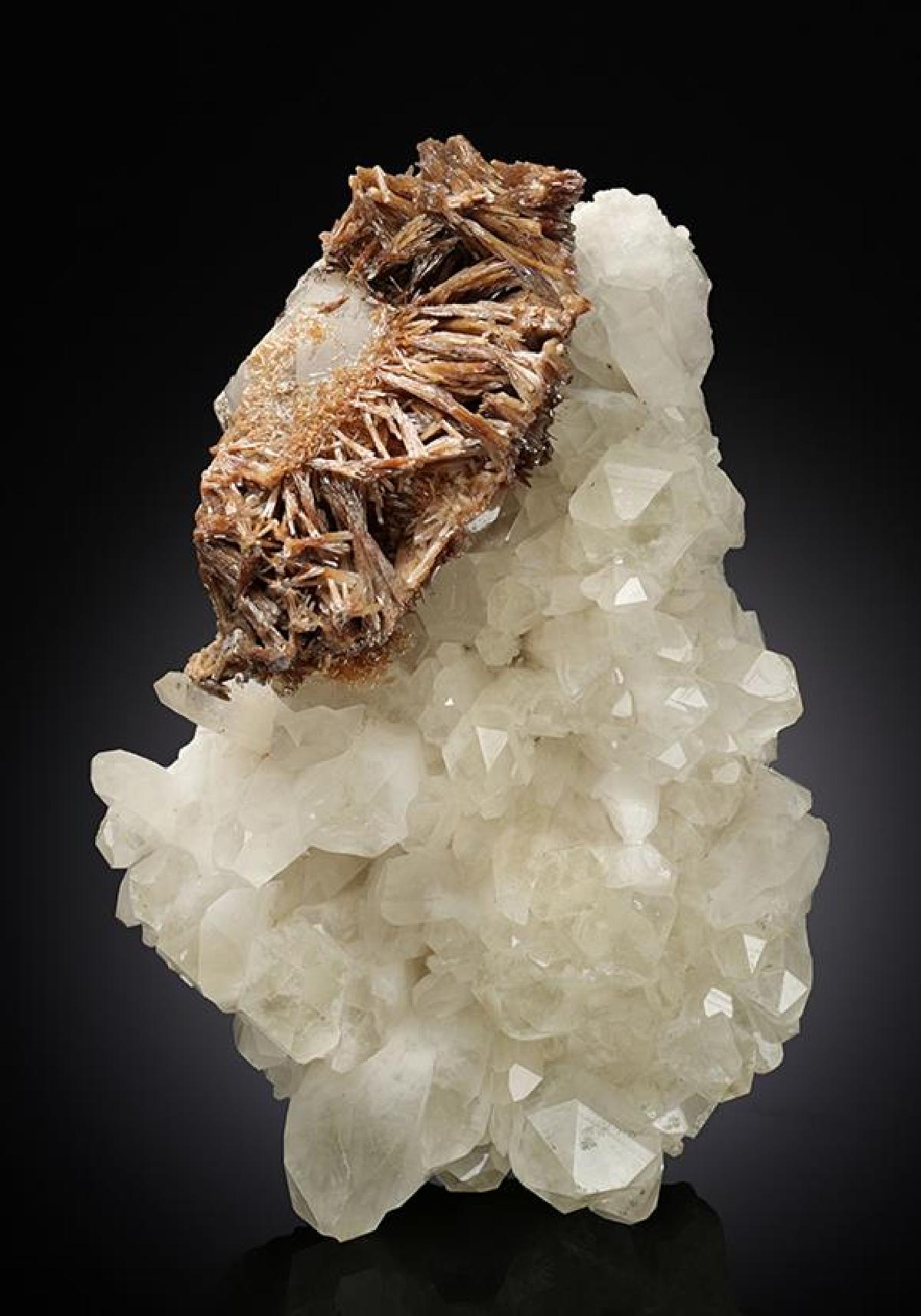 CC11769 specimen image