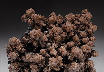 CC11788 specimen image