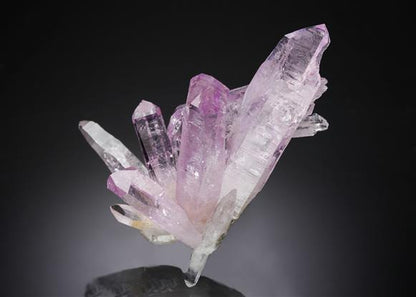 CC11795 specimen image