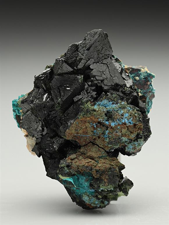CC11806 specimen image