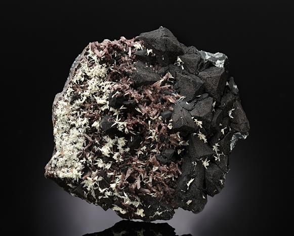 CC11820 specimen image