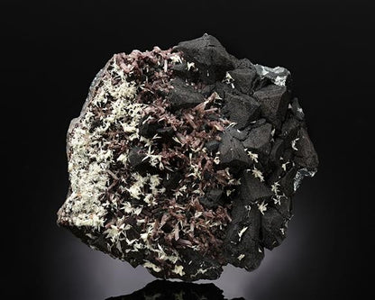CC11820 specimen image