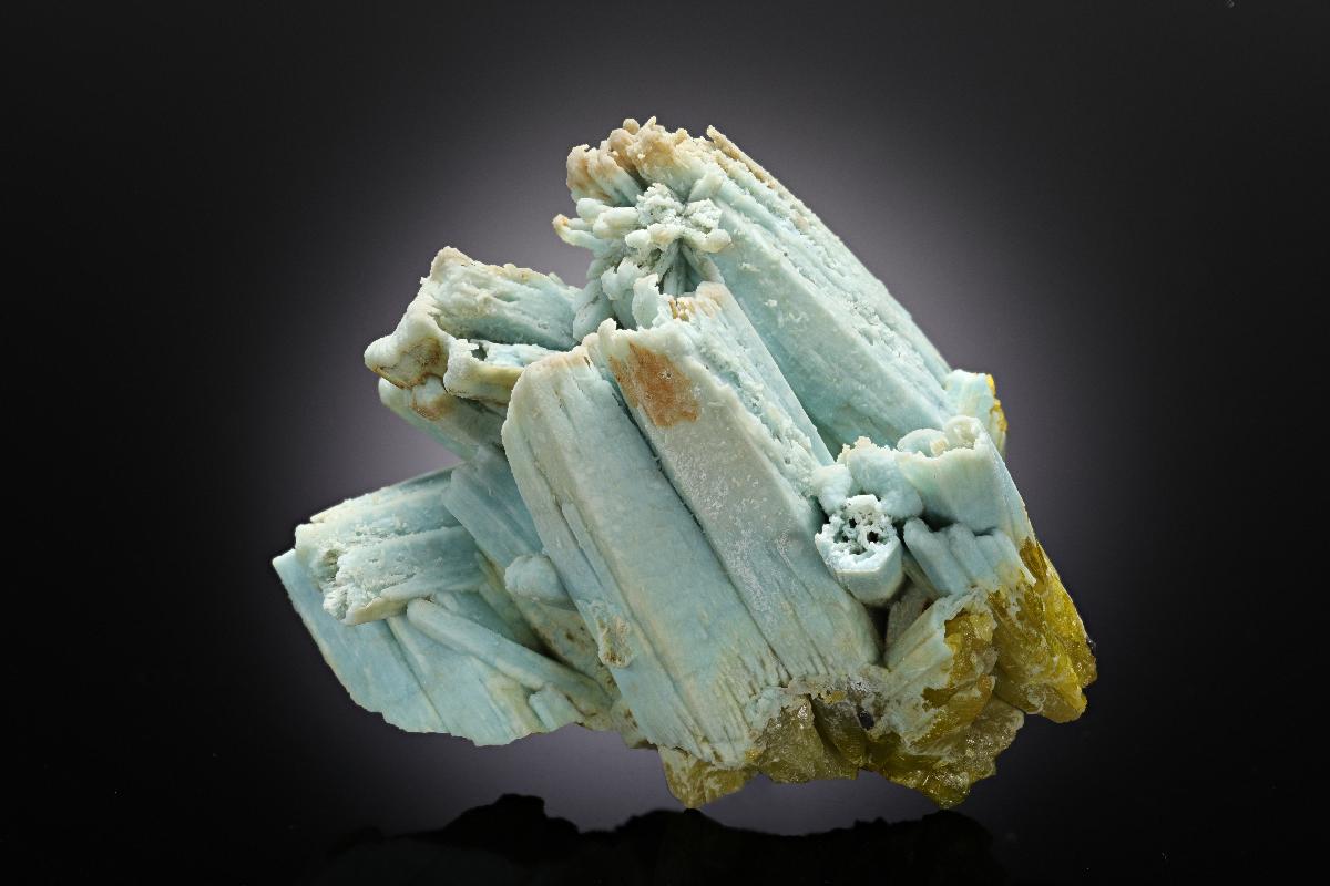 CC11832 specimen image
