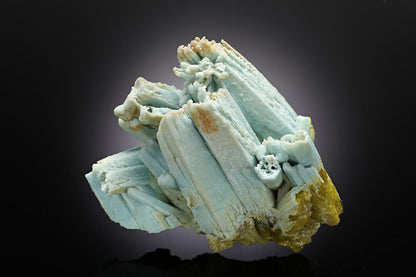 CC11832 specimen image