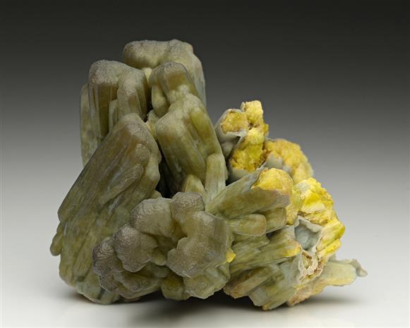 CC11833 specimen image