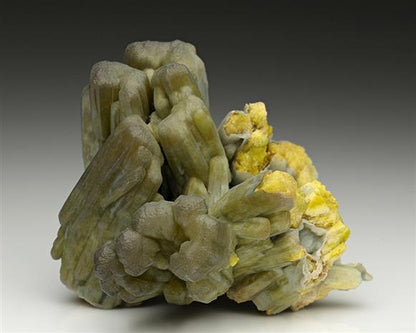 CC11833 specimen image