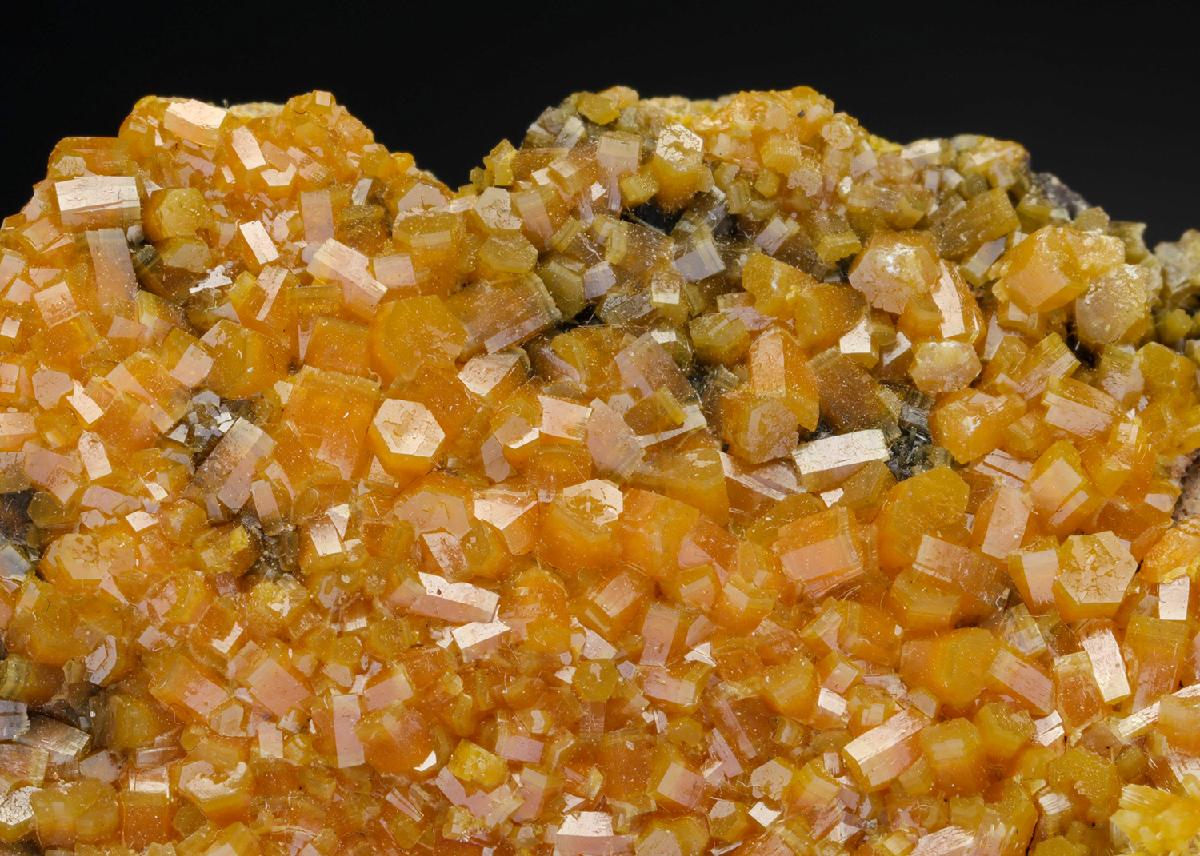 CC11845 specimen image