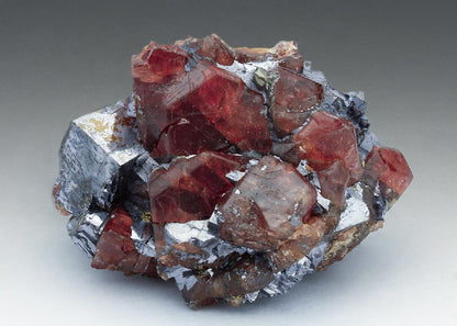 CC11850 specimen image