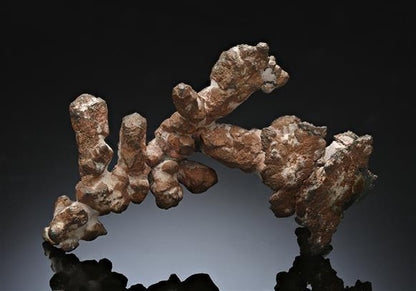 CC11863 specimen image